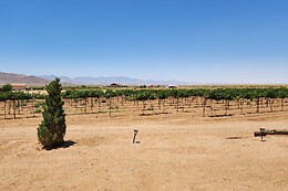 Desert Wonder Tours