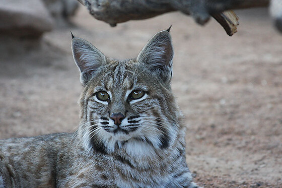 Desert Wonder Tours - photo 32