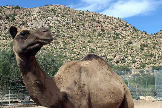Desert Wonder Tours - photo 39