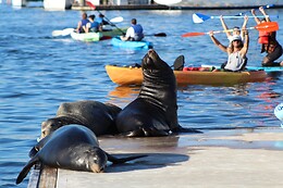 California Adventures ( Fun Surf LA)