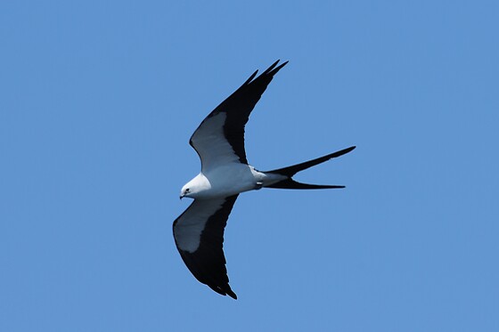 Dolphin, Birding and Shelling Tour