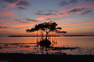 Dolphin, Birding and Shelling Tour