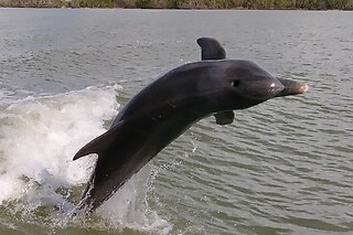 Dolphin, Birding and Shelling Tour