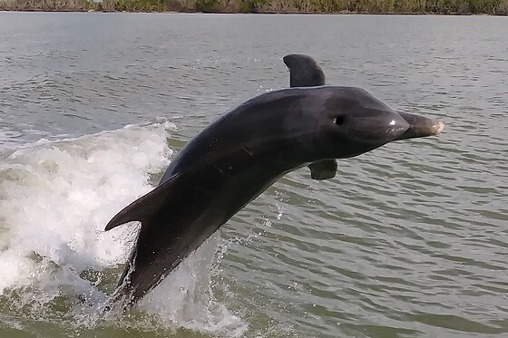 Dolphin, Birding and Shelling Tour